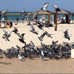 Pigeons du bord de mer. יונים בטיילת צ'יץ